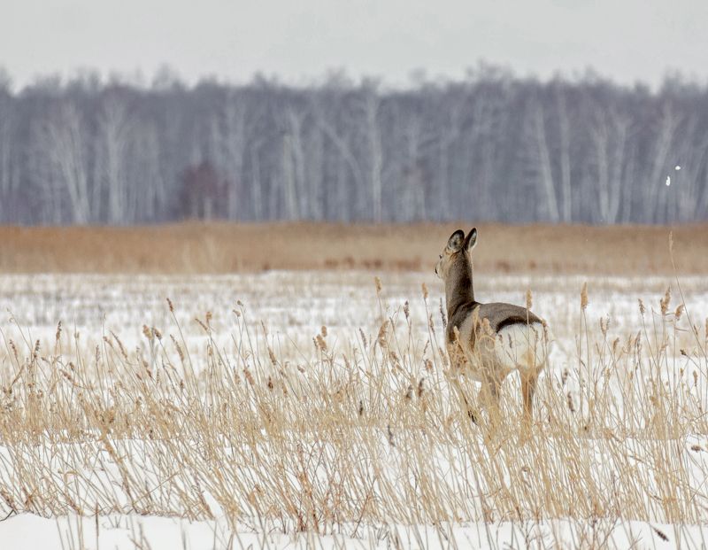 животное, косуля, весна, фотоохота, Косули.. фото превью