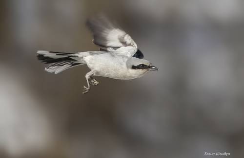 Great grey shrike