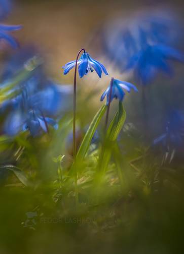 Акварельные пролески