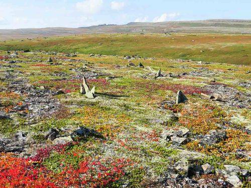 Тундра острова Кильдин.