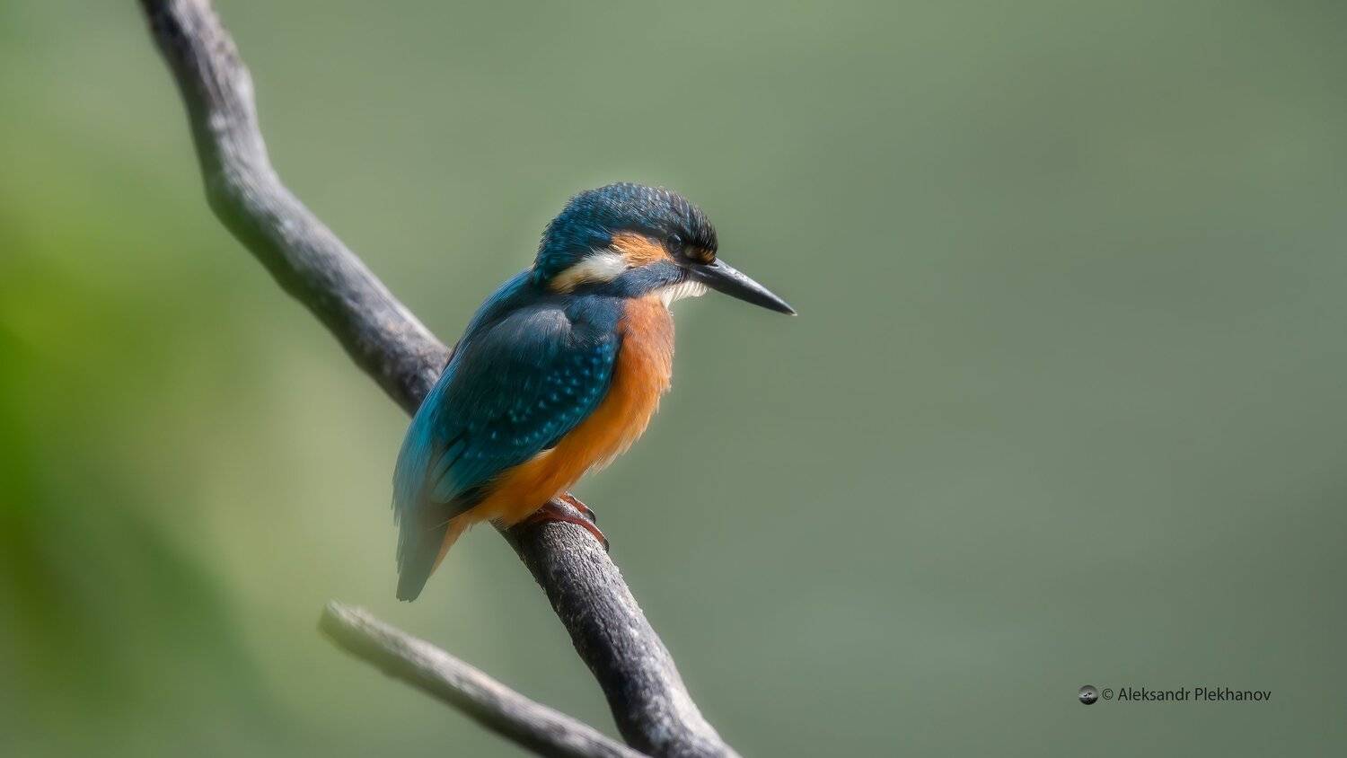 , Alexander Plekhanov