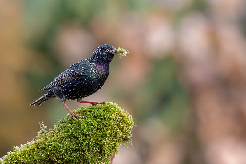 Szpak to też piękny ptak фото превью