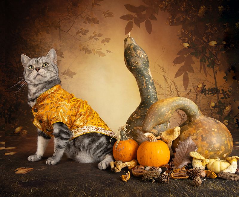 кошка, котенок, сats, домашнии любимцы,натюркотики, осень,autumn, тыквы, pumkin, американский короткошерстный кот, american shorthair cat, тыква Маркиз и Тыквы фото превью
