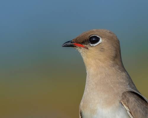 Small Pratincole