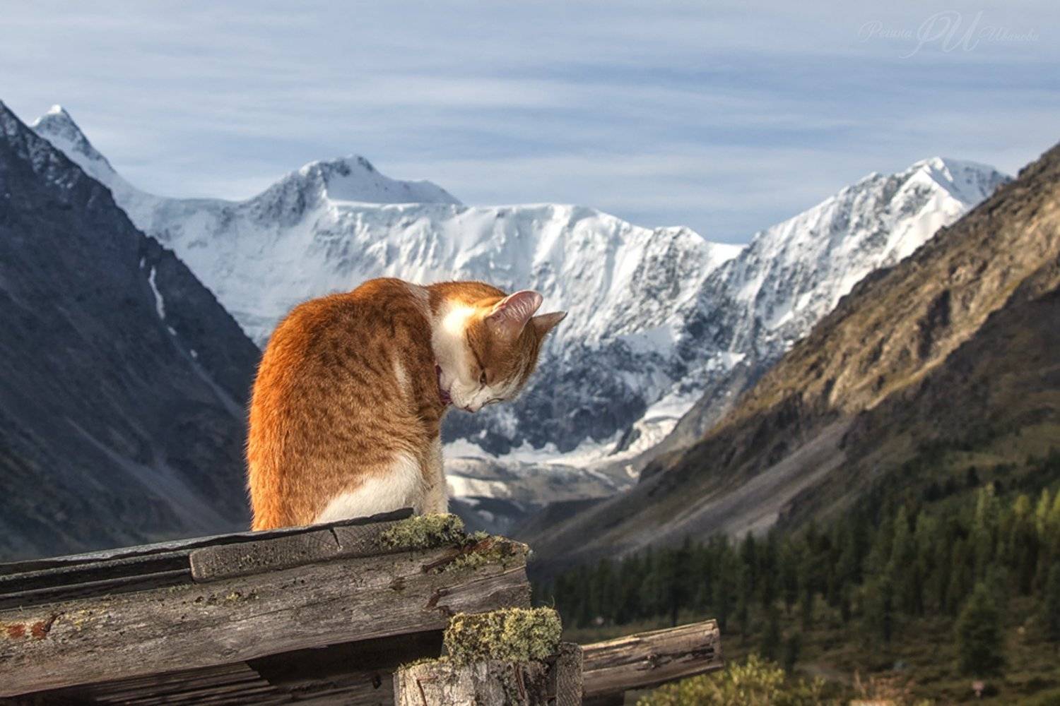 , Иванова Регина