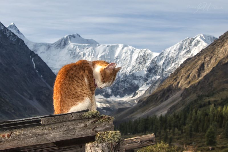 Рыжик фото превью