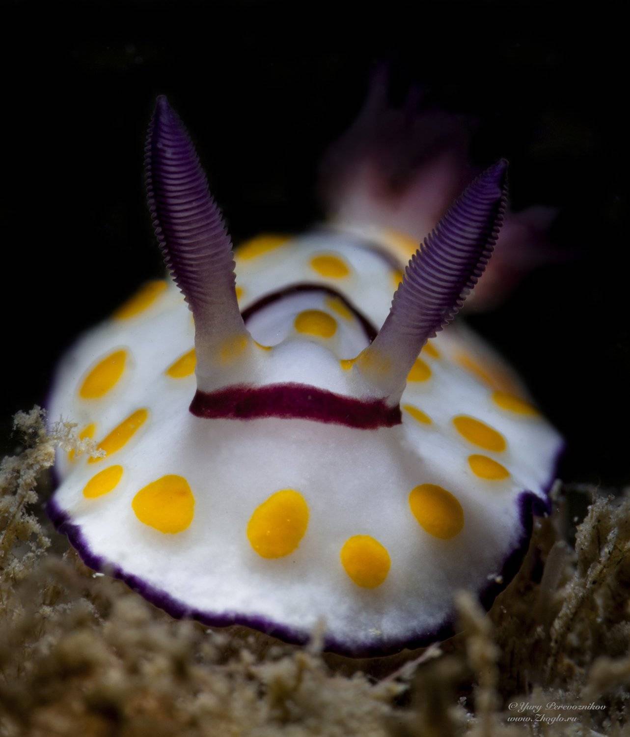 красное море, египет хургада дайвинг подводный мир жогло zhoglo, Юрий Перевозников