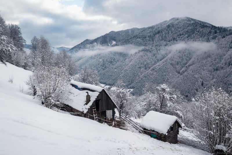 гори, закарпаття, зима, карпати, свидовець, смереки, сутінки, лопухів, лопухов, усть чорна, карпаты, хатки, село, долина Жизнь идет! фото превью