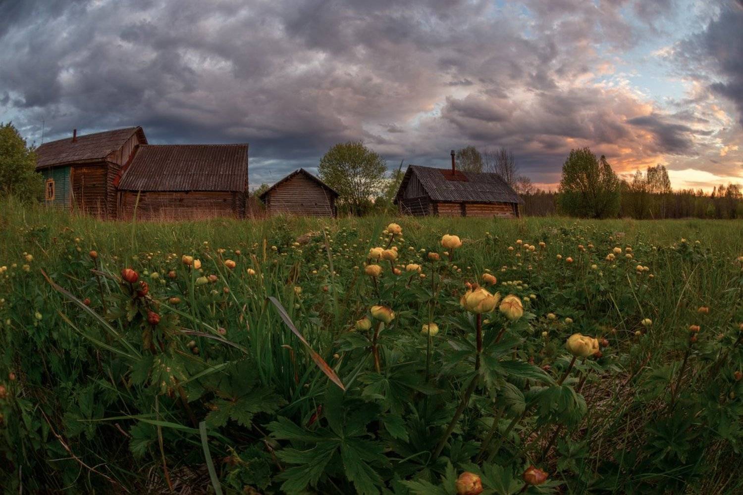 весна, купавки, купальница, деревня, облака, Марина Мурашова