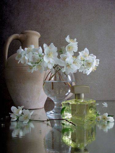 Душистый жасмин