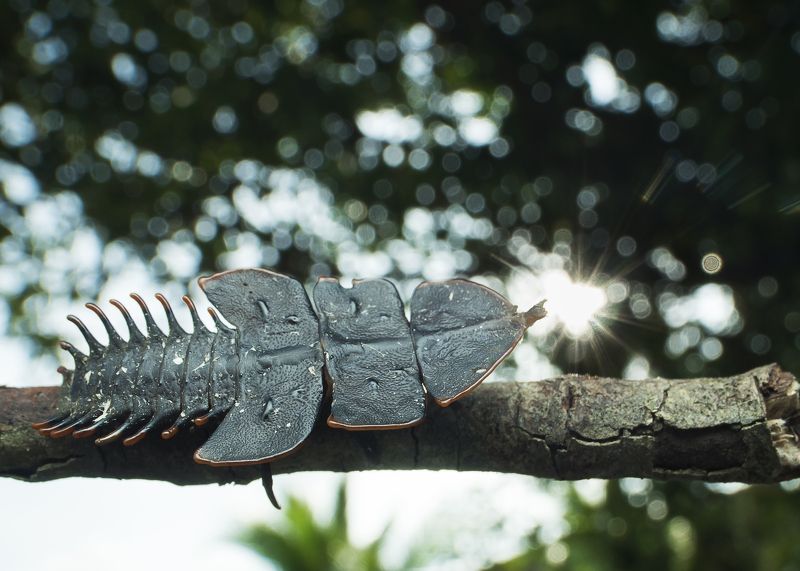 Trilobite Bettle Kissing With Sun. фото превью