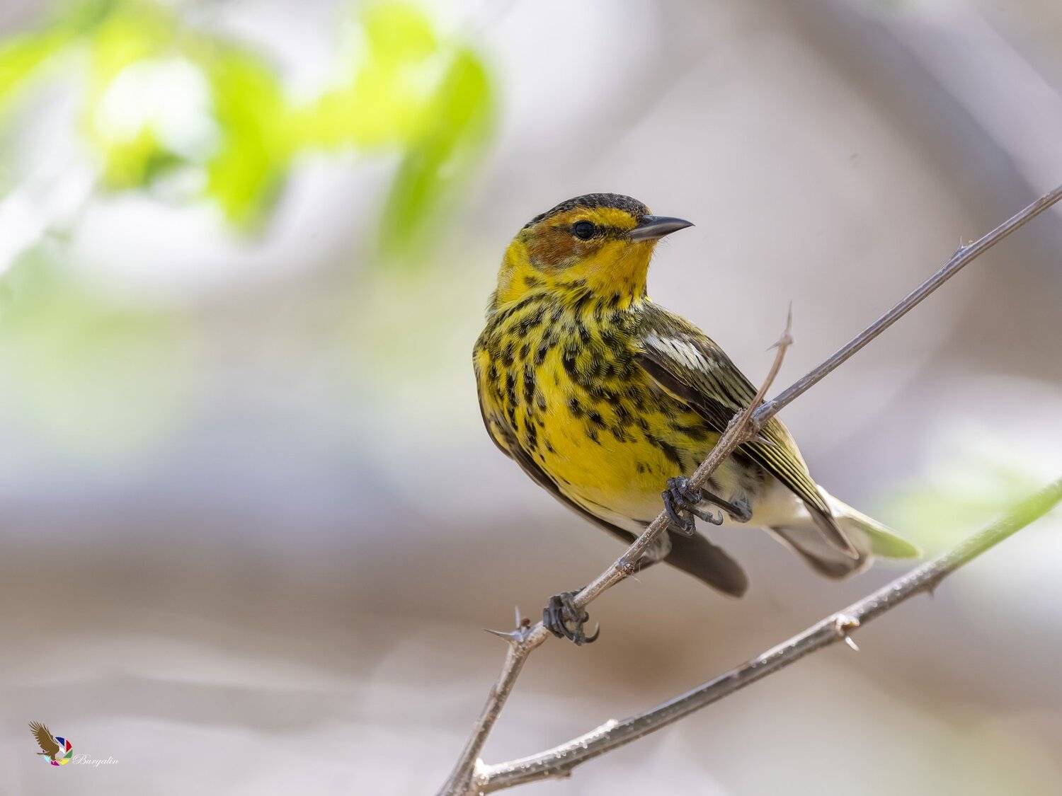 , Fernando Burgalin Sequeira