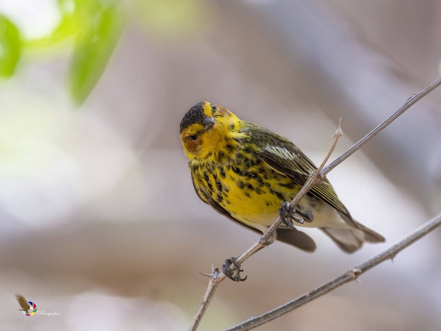 , Fernando Burgalin Sequeira