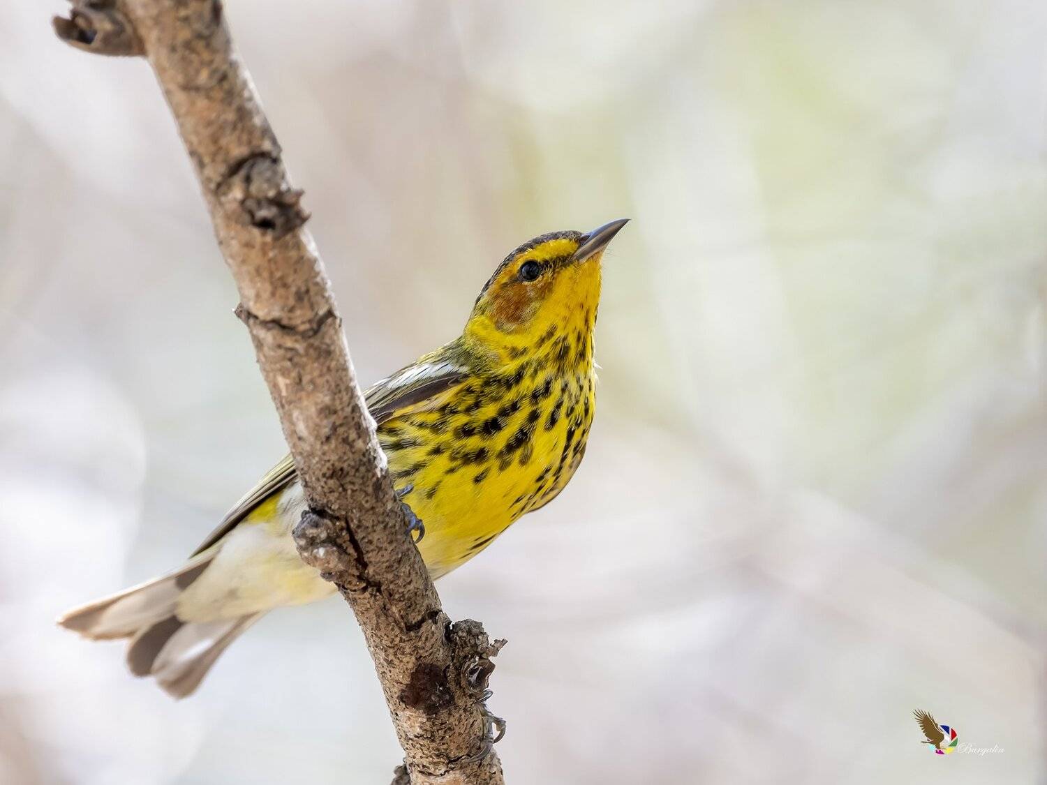 , Fernando Burgalin Sequeira