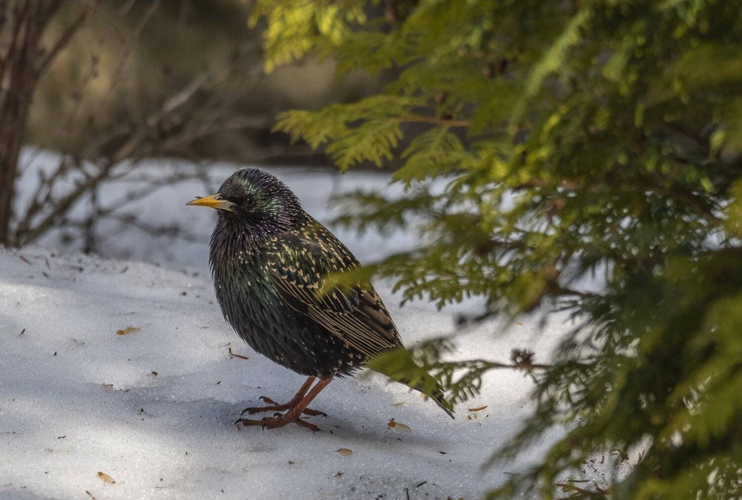 , Курлянцев Алексей