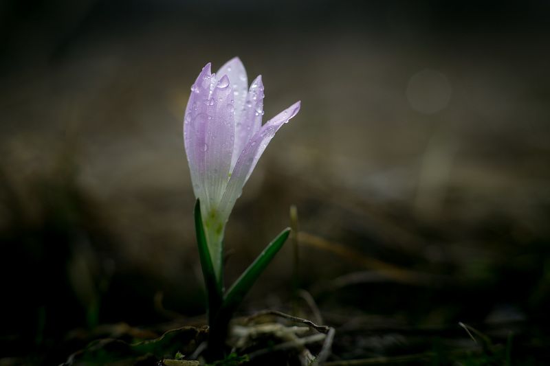 брандушка, первоцветы, цветы, flowers, primulas, bulbocodium versicolor Брандушка разноцветная фото превью