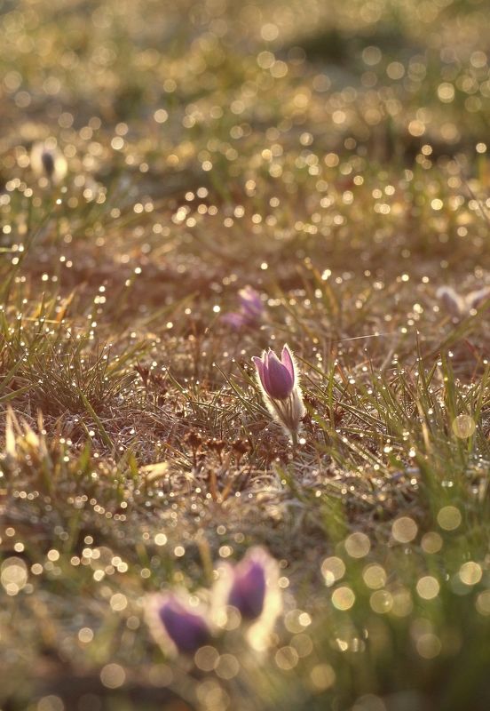 Pulsatilla фото превью