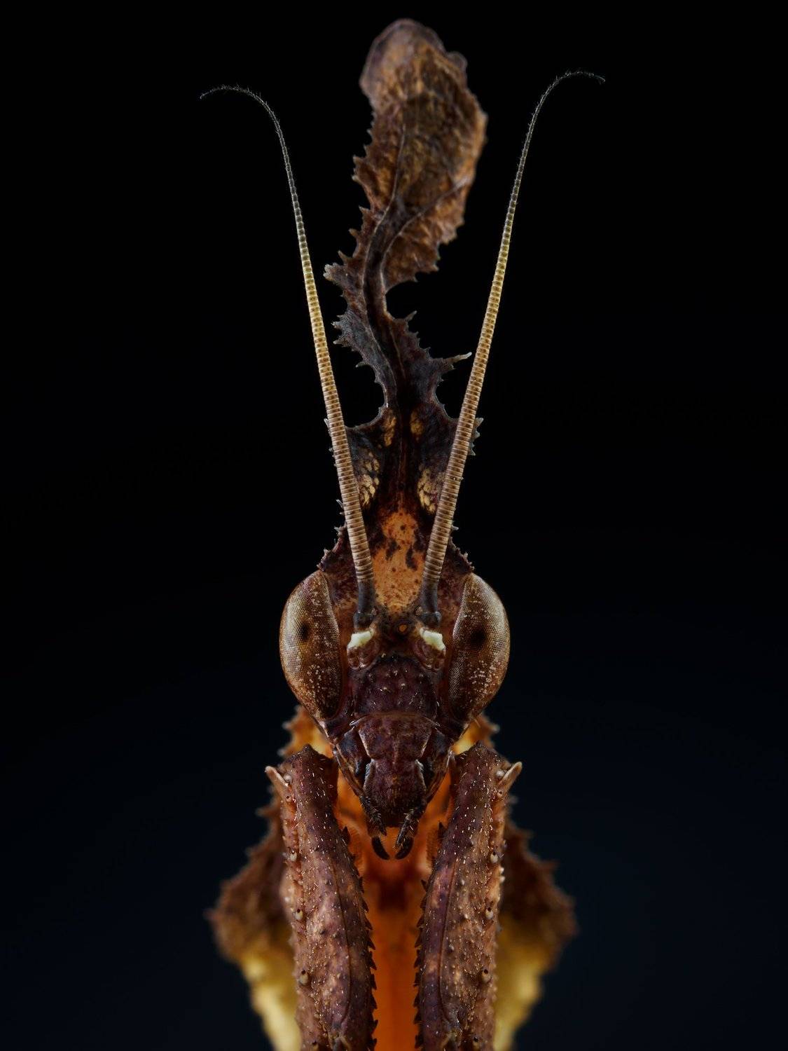 irass, waledzik, nat geo, olympus, close up, macro, extreme macro, макро, Ireneusz Irass Walędzik