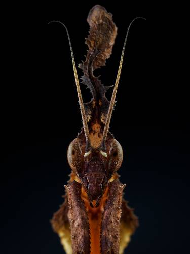 Phyllocrania paradoxa.