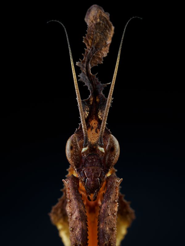 irass, waledzik, nat geo, olympus, close up, macro, extreme macro, макро Phyllocrania paradoxa. фото превью