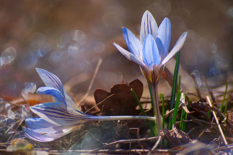 Двое фото превью