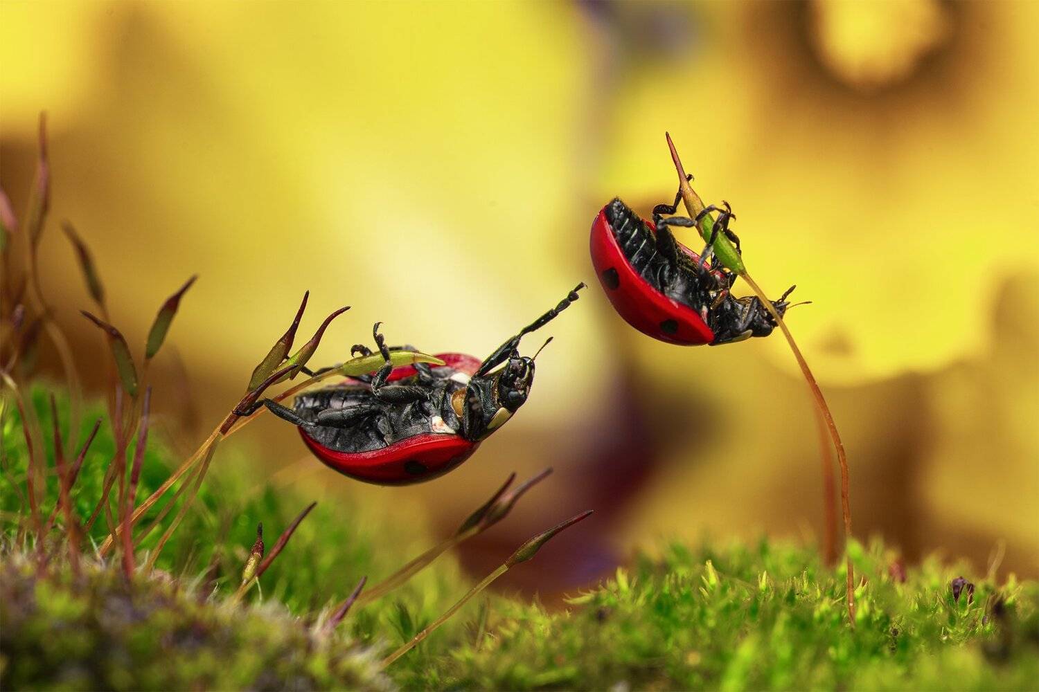 ceclii, macro, Tsvetan Ganev