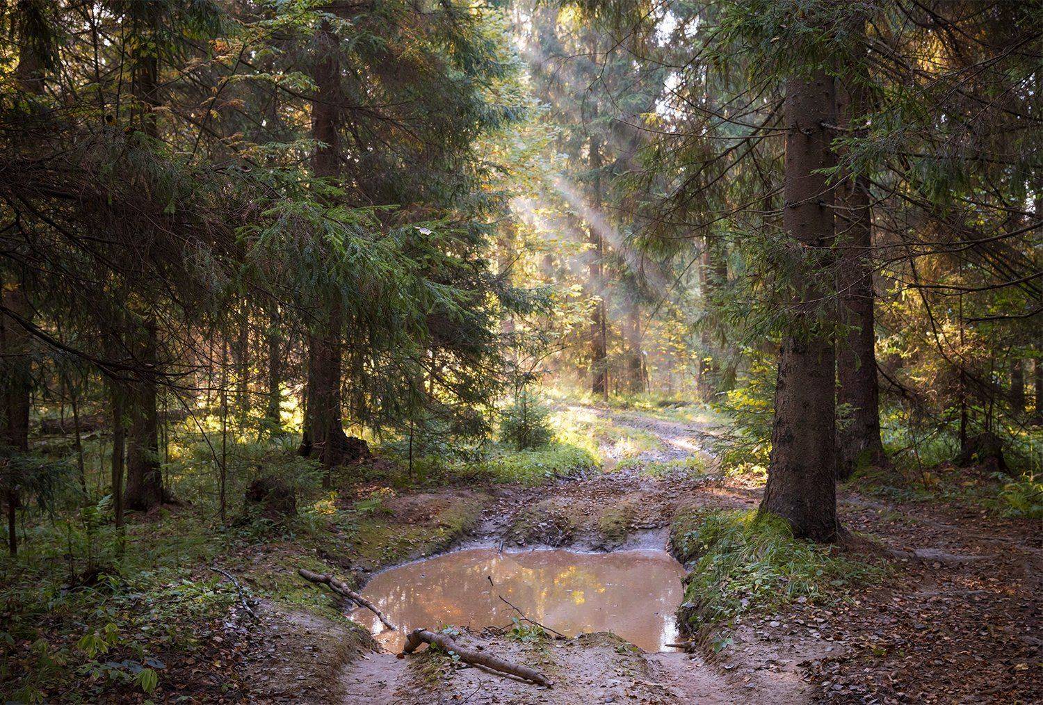 , Дмитрий Асеев