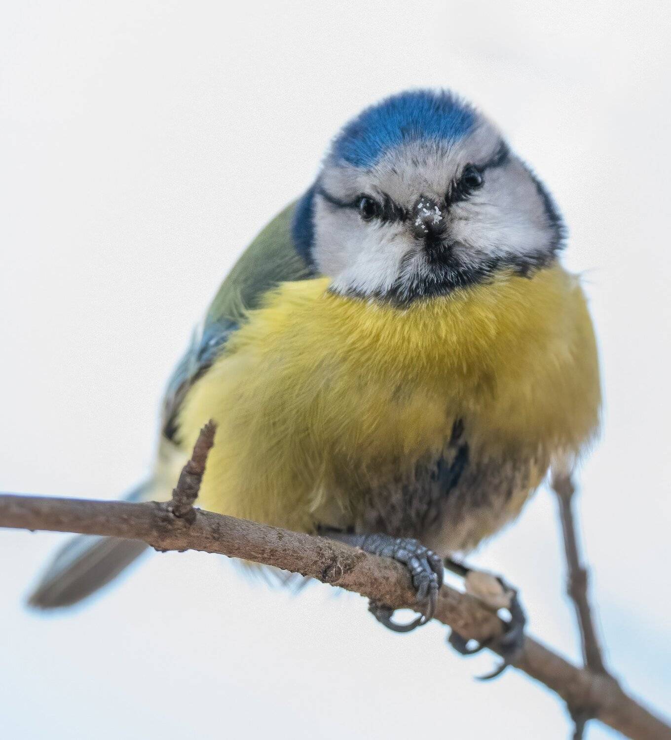 , Константин Дэм