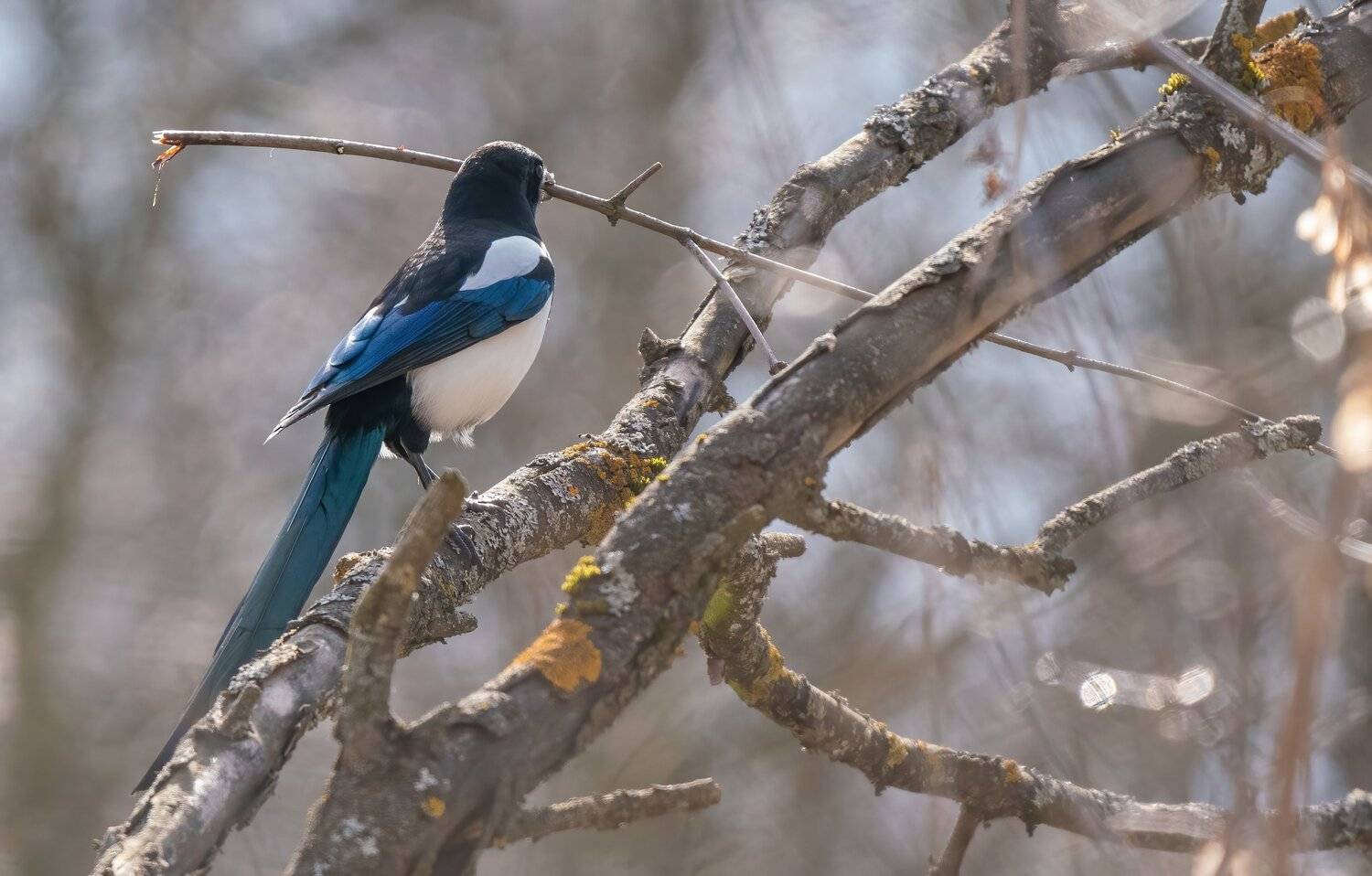 , Константин Дэм