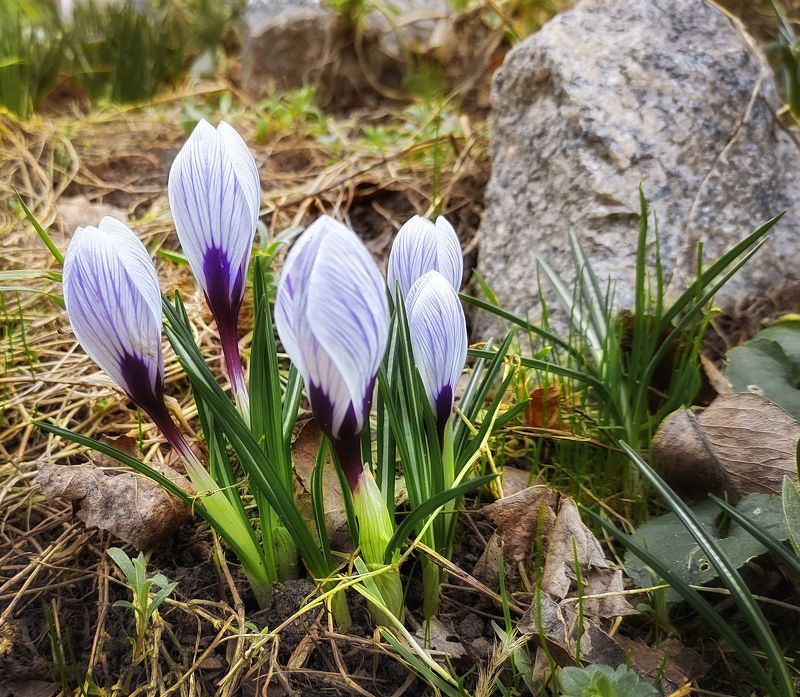 **2 фото превью