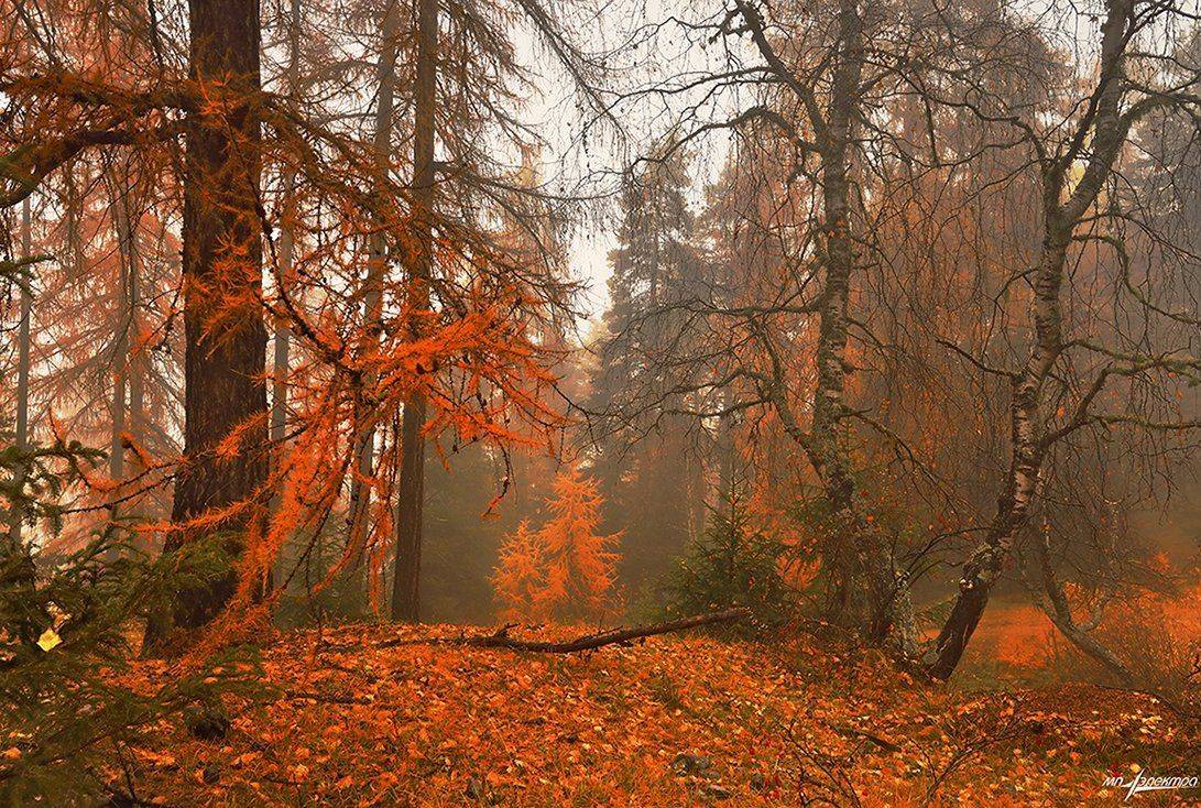 swiss, Матвеев Николай