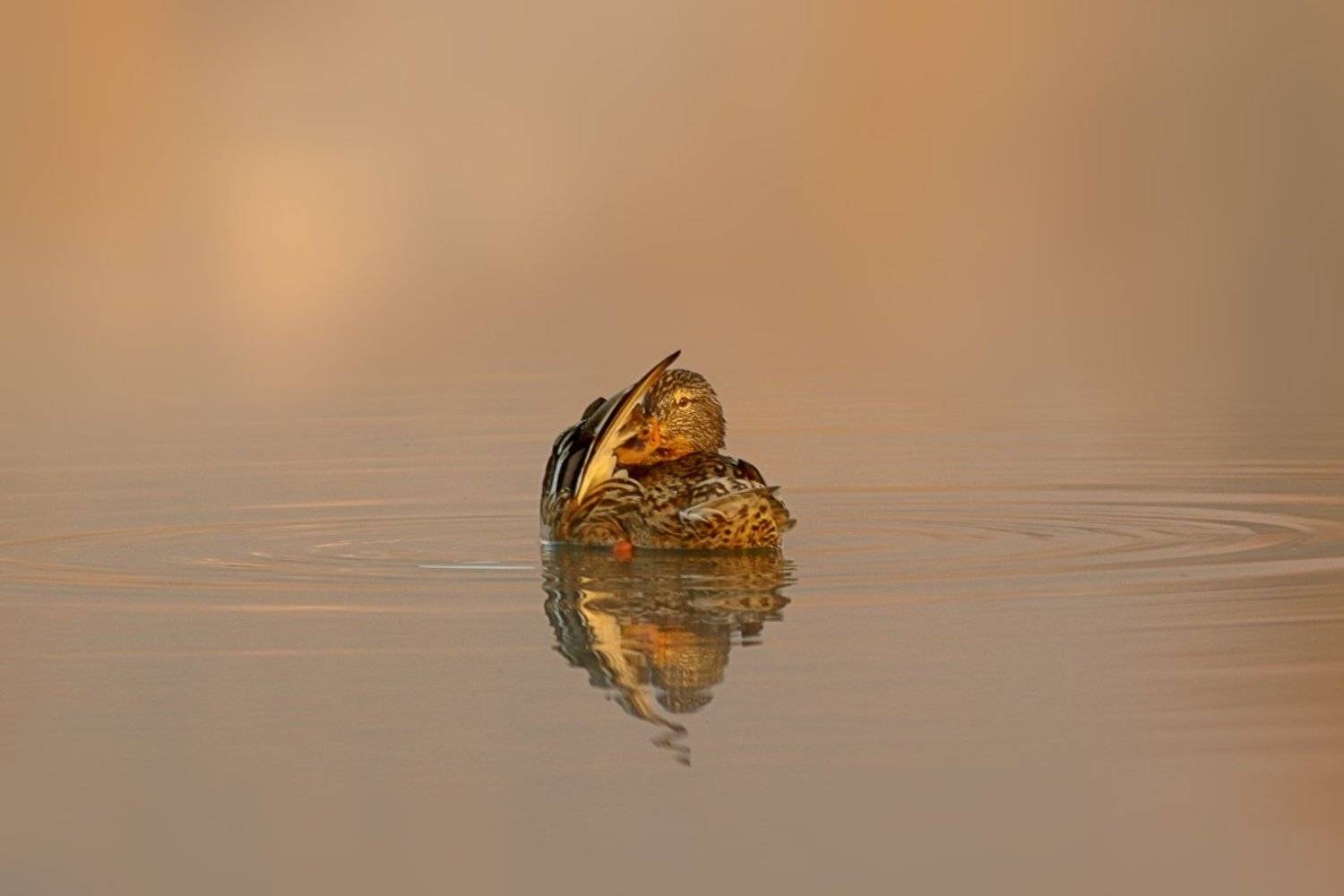 , Георги Славов