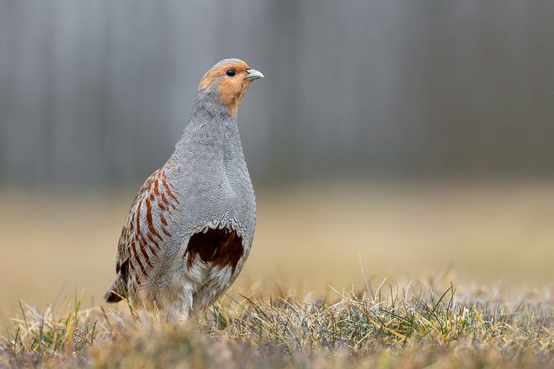 Kuropatwa фото превью