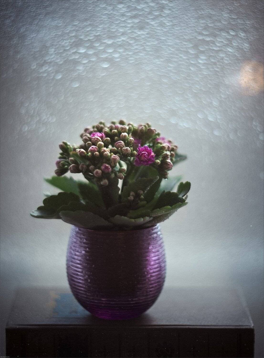 , Ариадна Белкина