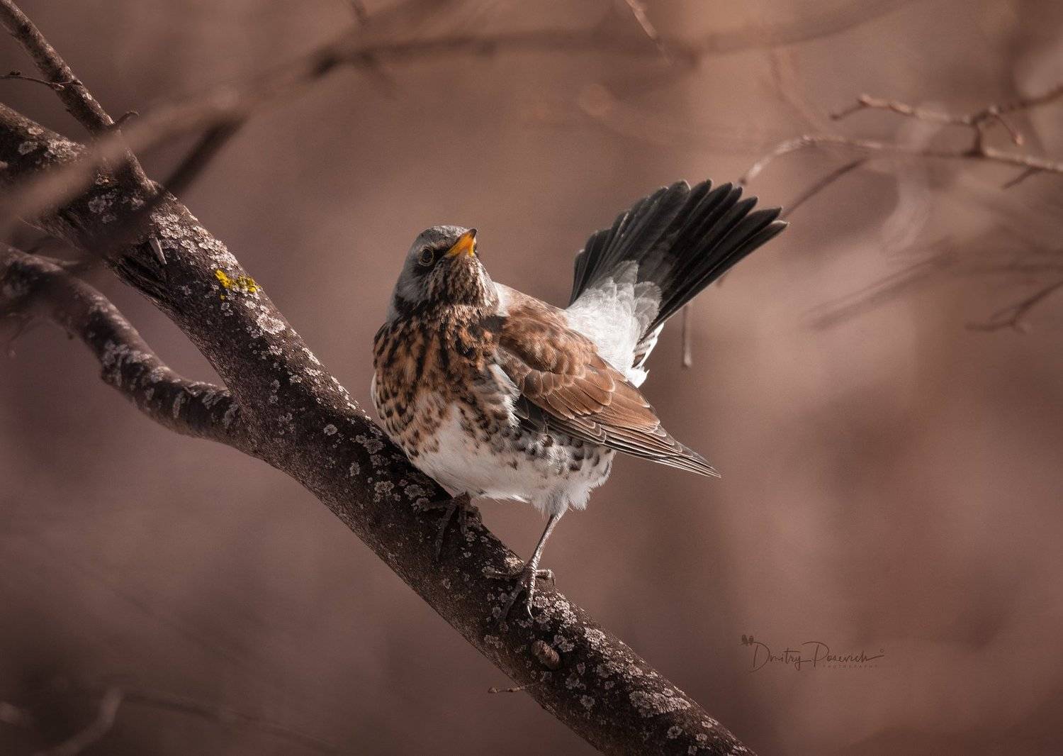 природа, лес, поля, огороды, животные, птицы, макро, Дмитрий Посевич