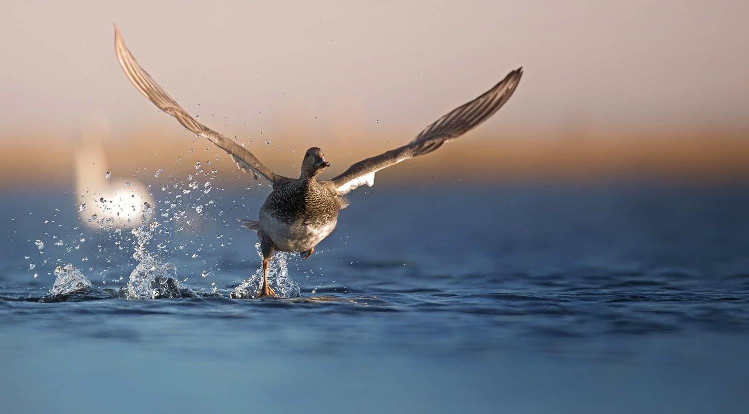 , Grzegorz Dąbrowski