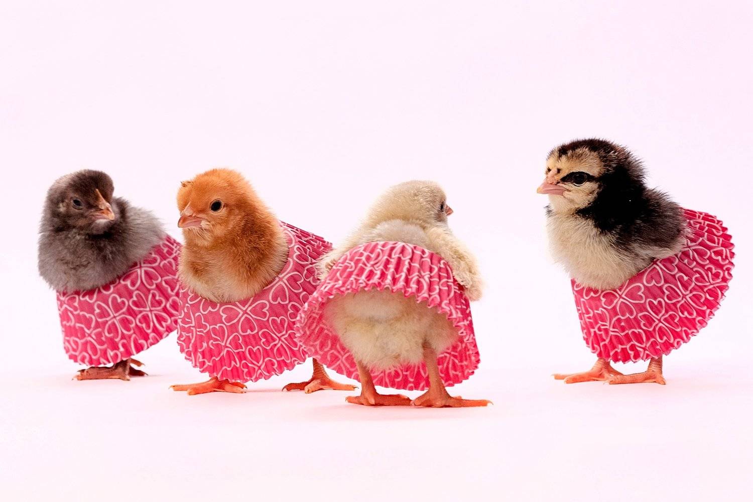 цыплята, птица, портрет, студия, Евгений Дёгтев