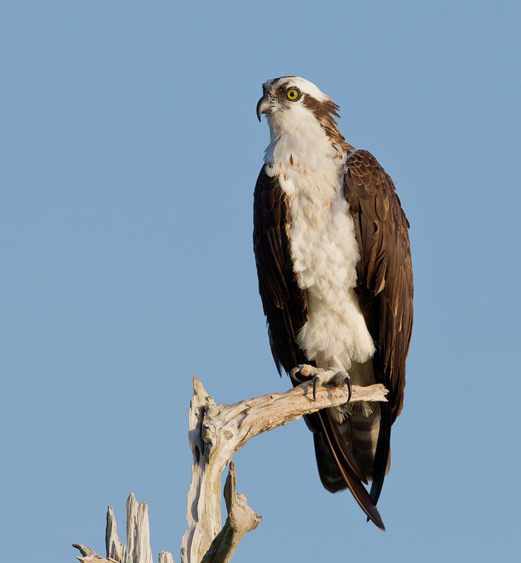 скопа, osprey, florida, флорида, хищные птицы Скопа - Osprey фото превью