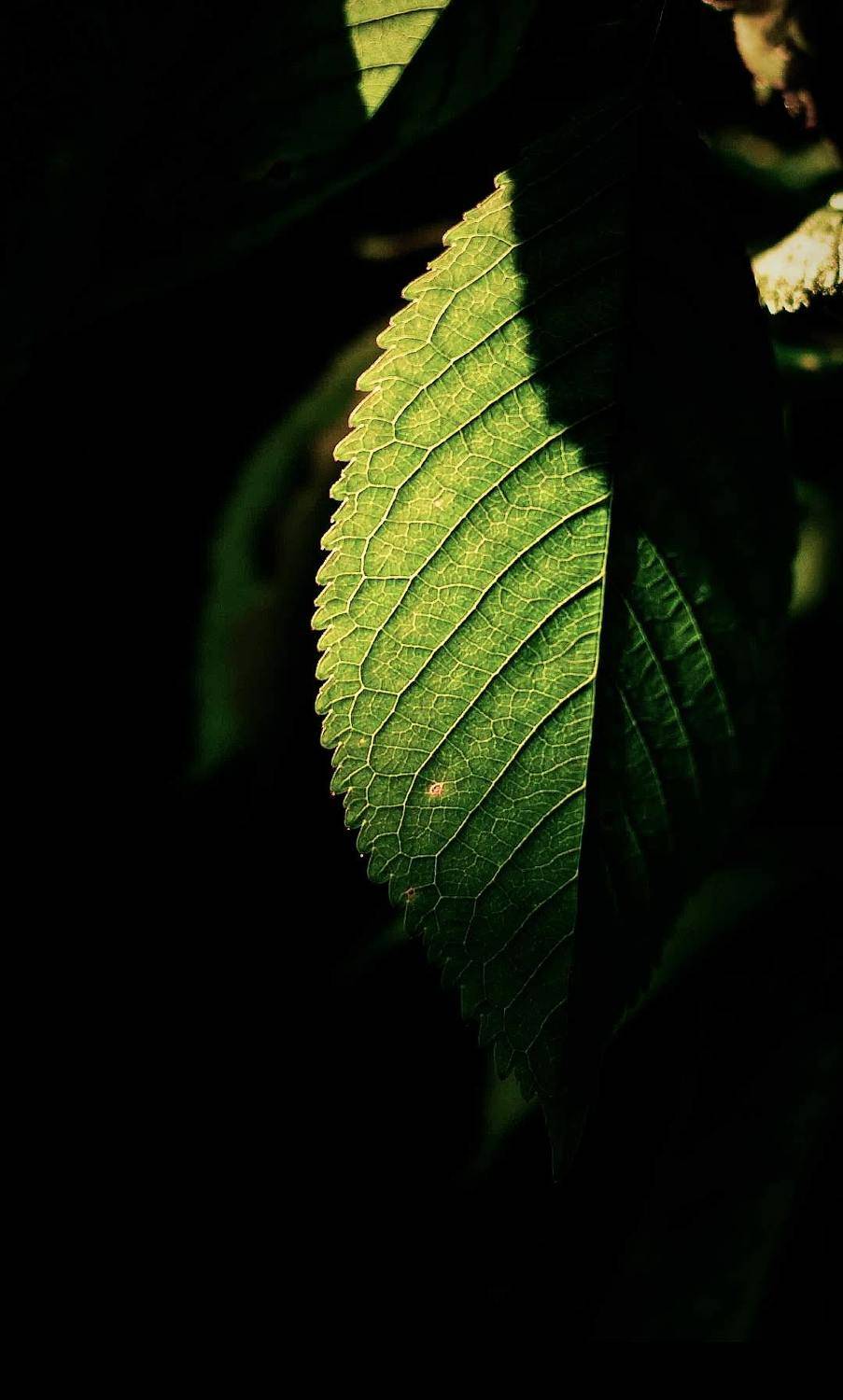 , Зоя Малхова