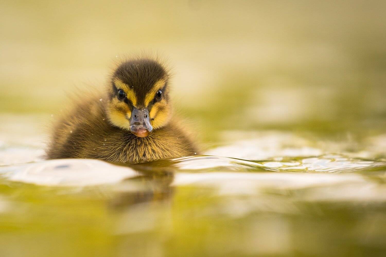 , Robert Adamec