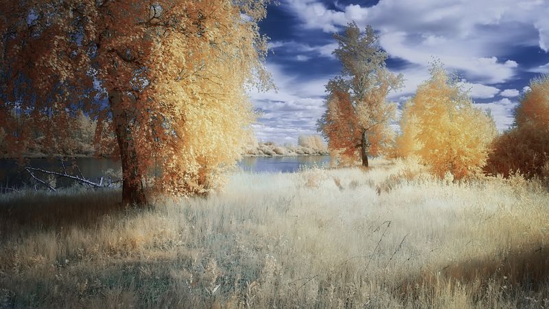 лето, солнце, берёзы, озеро Солнечный денёк. фото превью