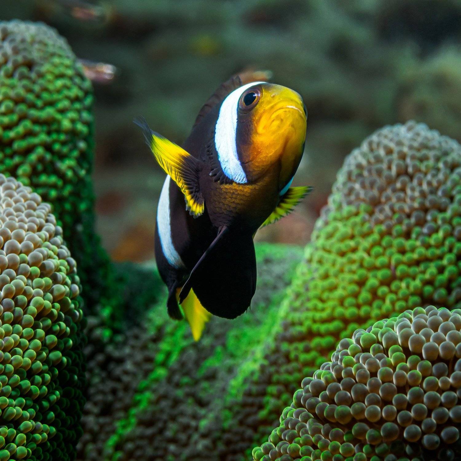 , Андрей Савин