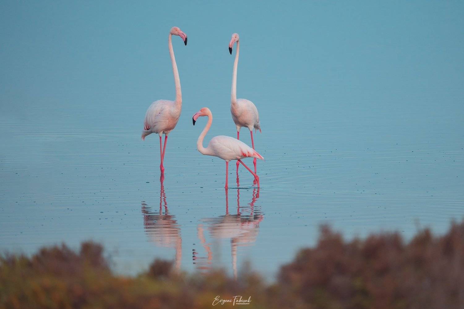 , Evgeni Fabis