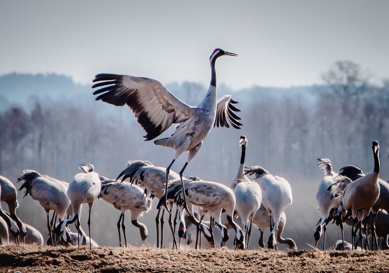 Вожак фото превью
