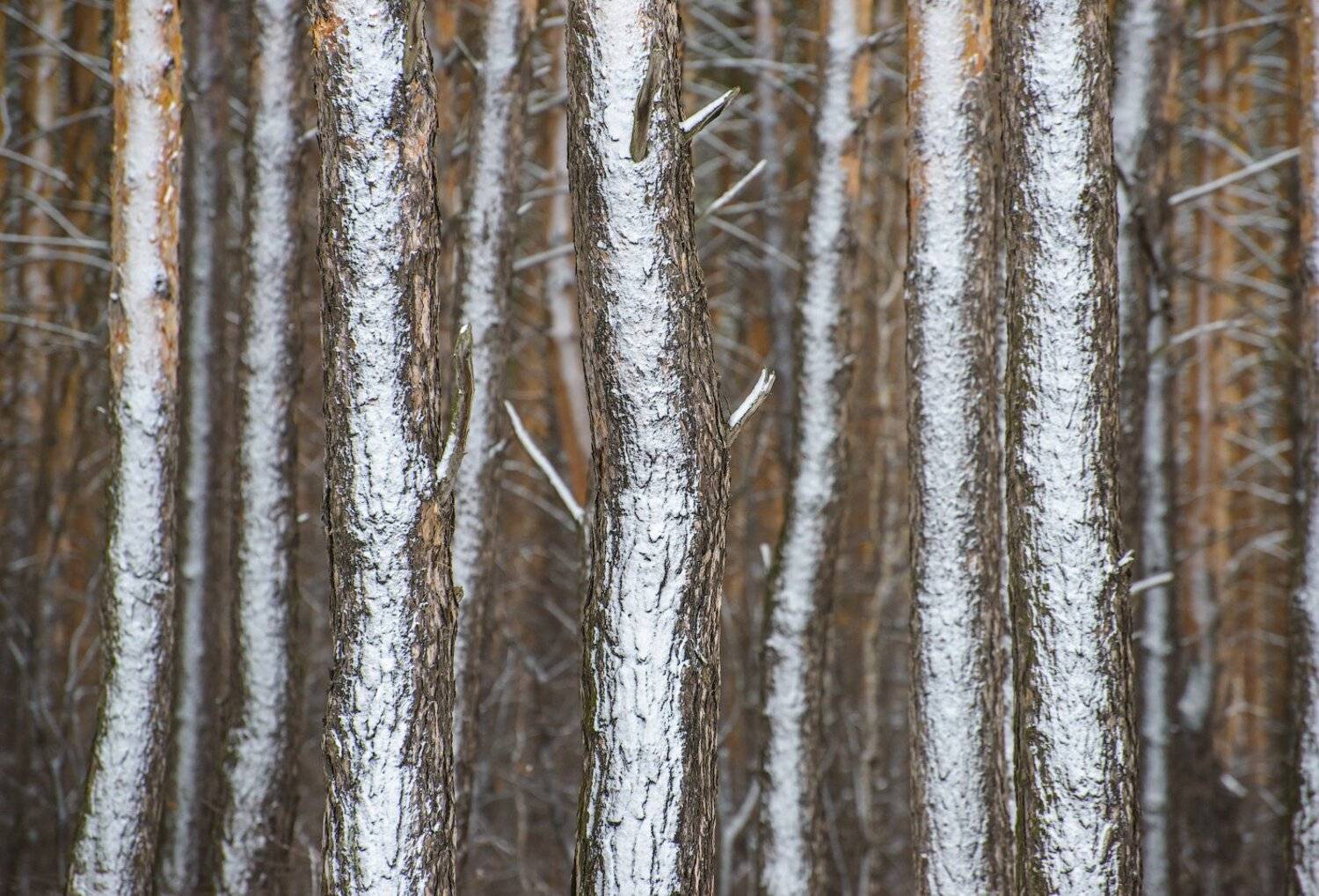 Зауралье, Урал, Курганская, состна, бор, Кутыгин Эдуард