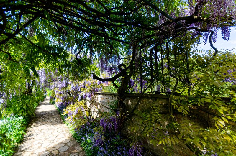 Germany; Schau- und Sichtungsgarten Hermannshof; botanic garden; flower; landscape; leaves; light; nature; plantflower; shadows; trees;  Schau- und Sichtungsgarten Hermannshof фото превью