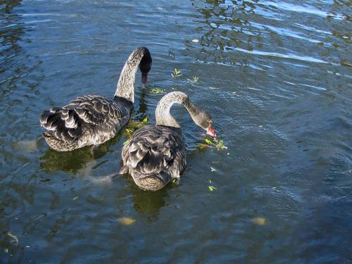 BLACK swans in the blue pond water - a bird, animals in the wild