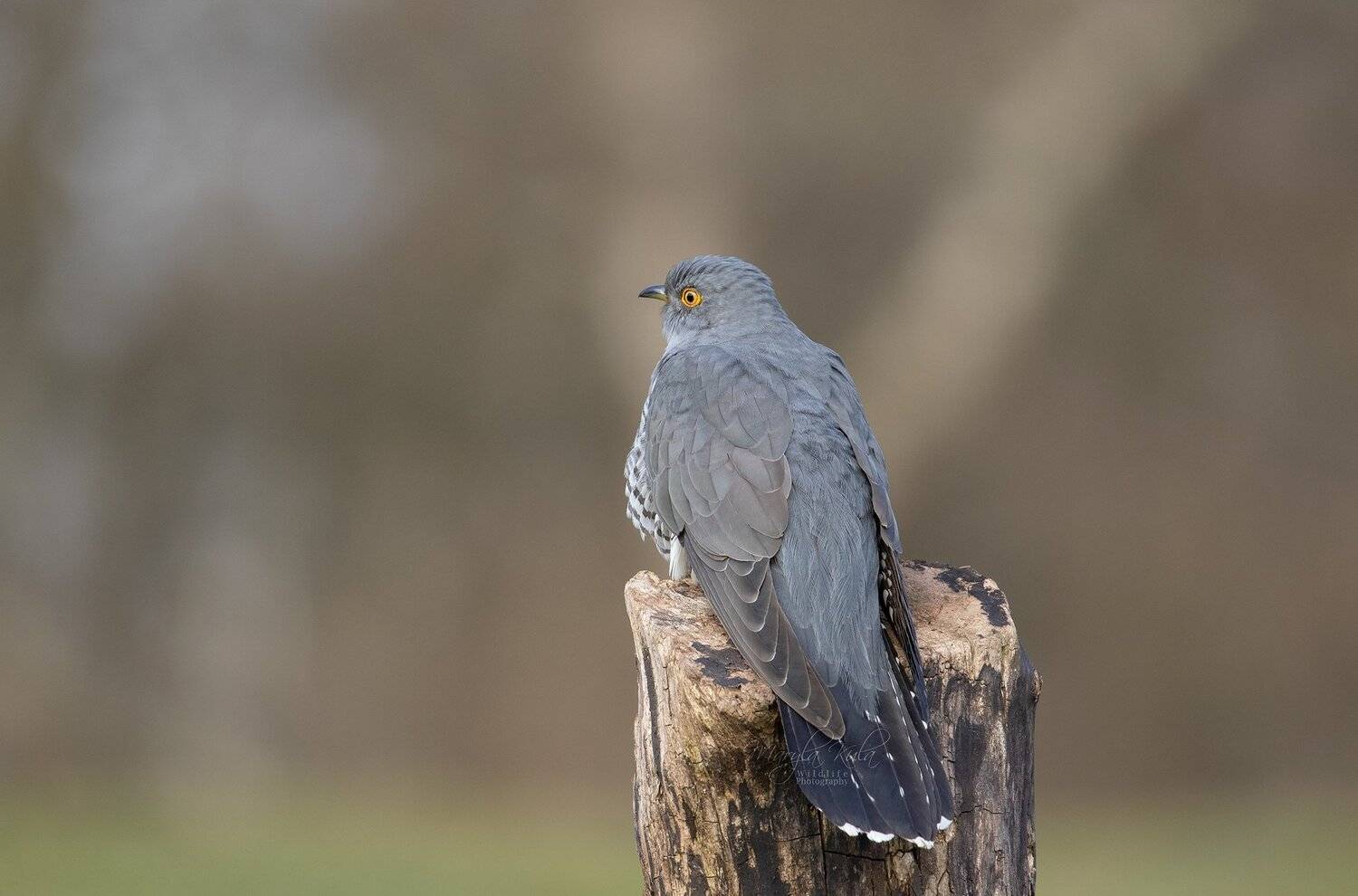 cuckoo, birds, animals, nature, wildlife, canon, canon 100-400, MARIA KULA