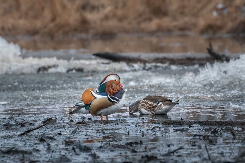 Утиные истории фото превью