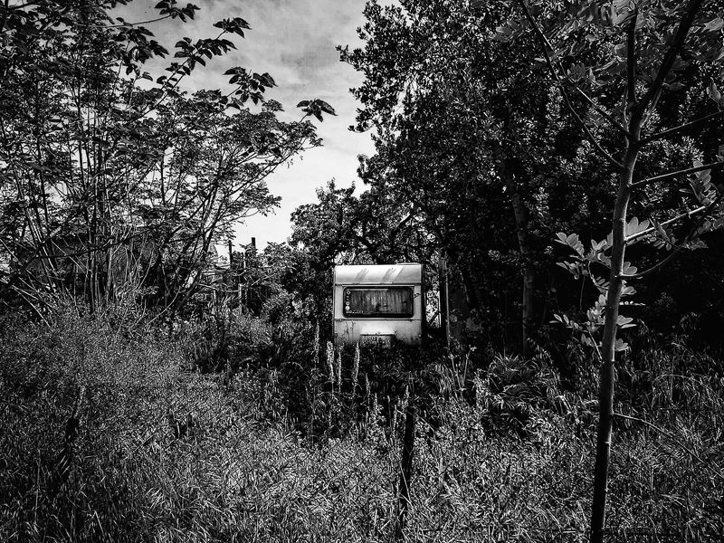 The road of trees фото превью